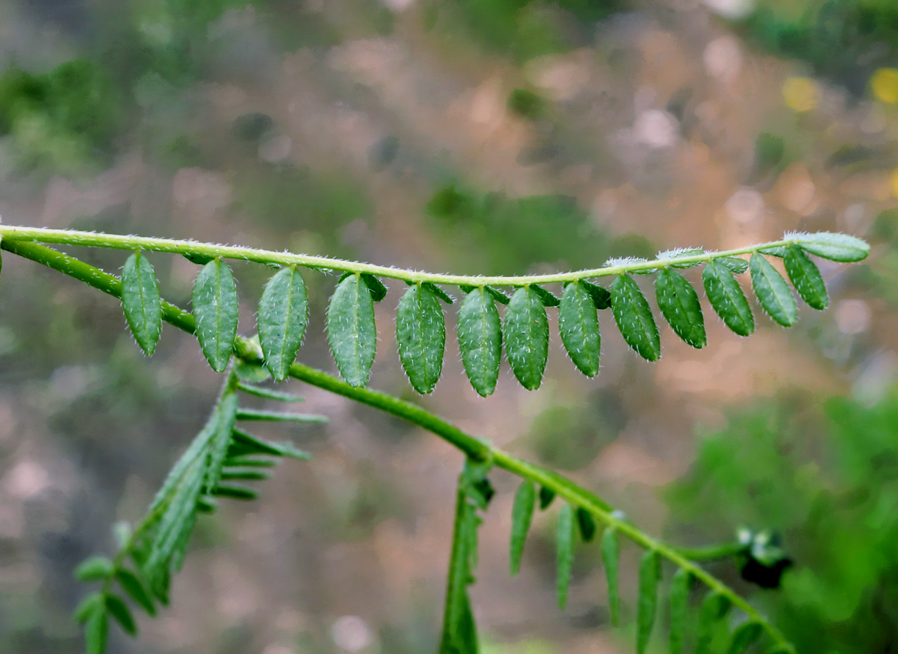 Image of Astragalus agrestis specimen.