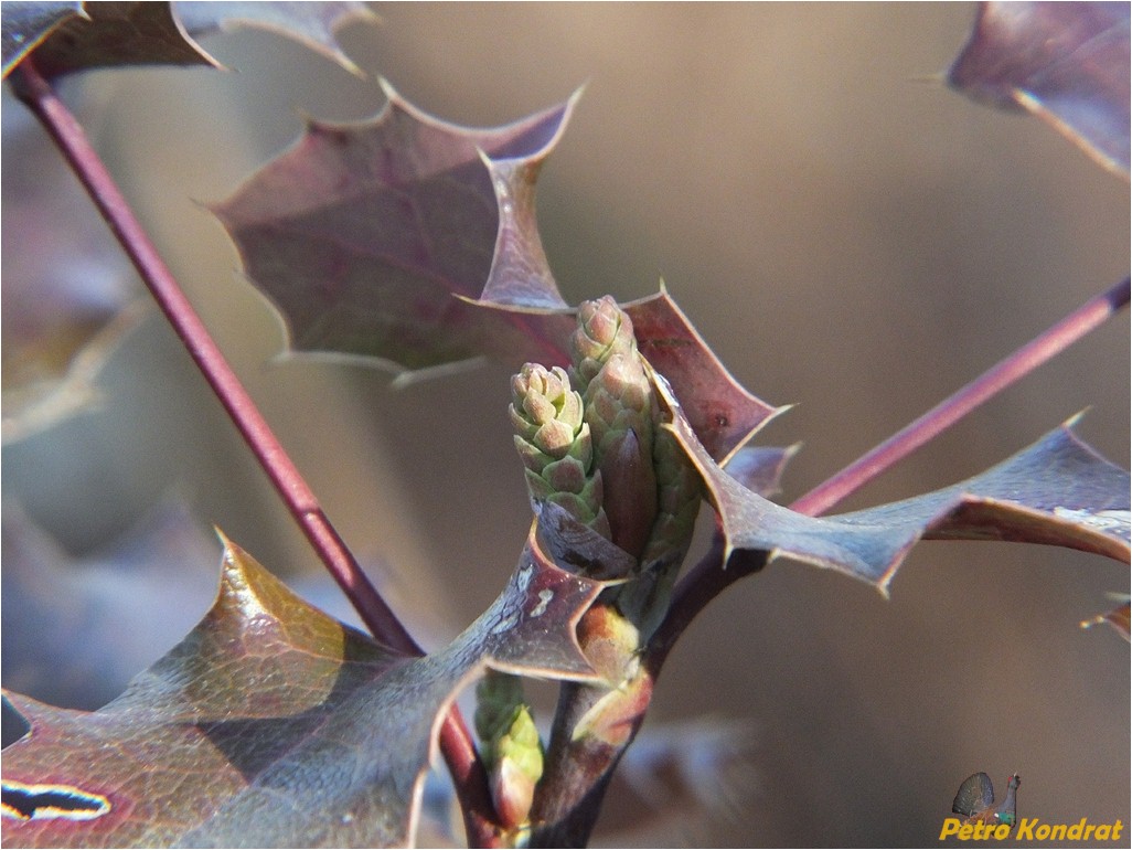 Image of Mahonia aquifolium specimen.