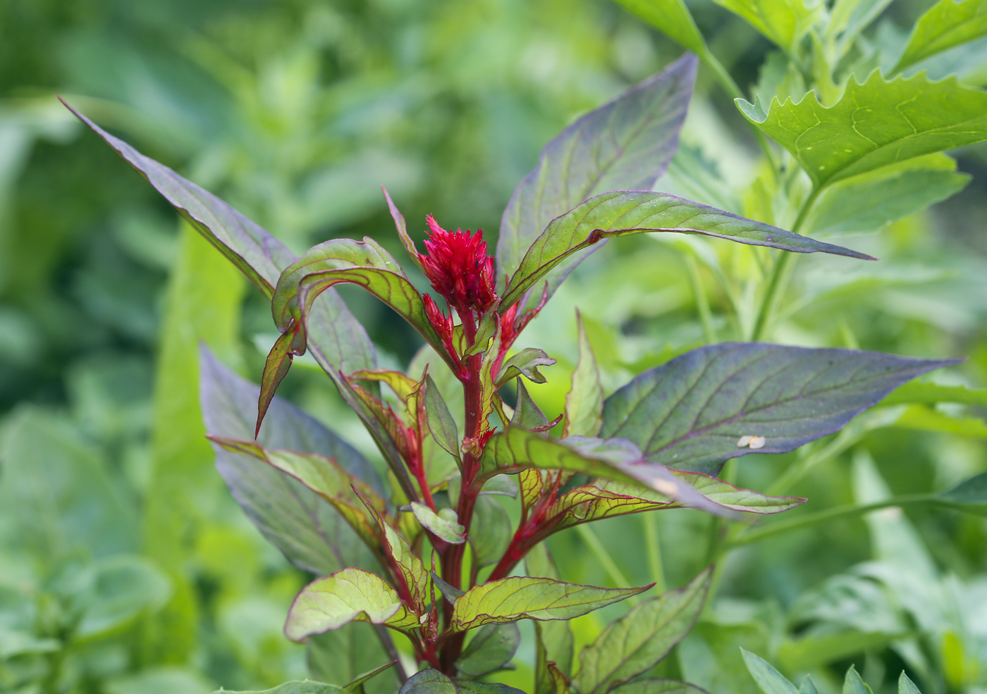 Image of Celosia argentea specimen.