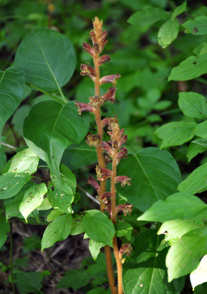 Image of Orobanche laxissima specimen.