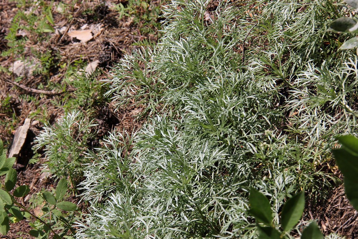 Image of Artemisia sericea specimen.