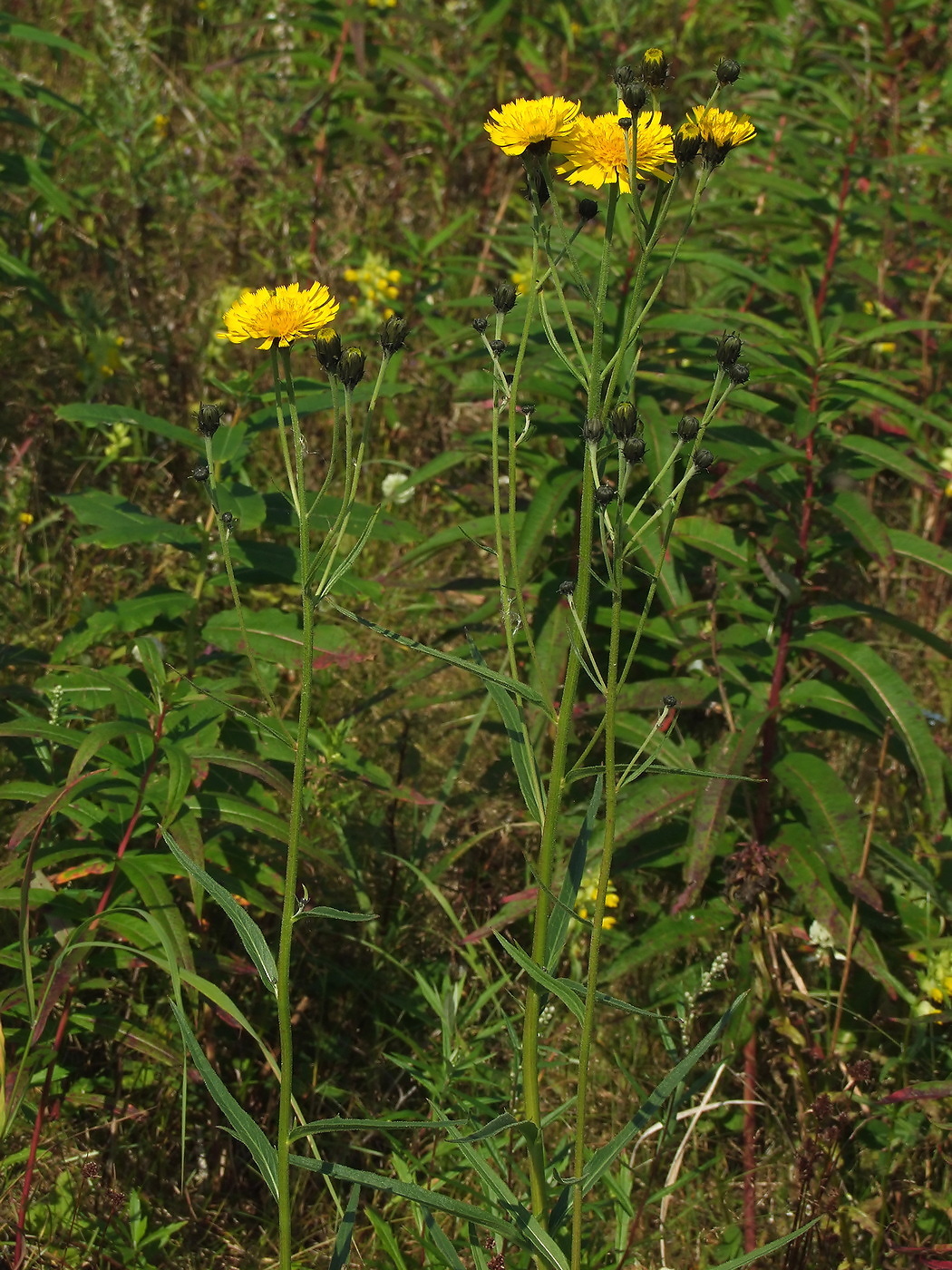 Image of Hieracium umbellatum specimen.