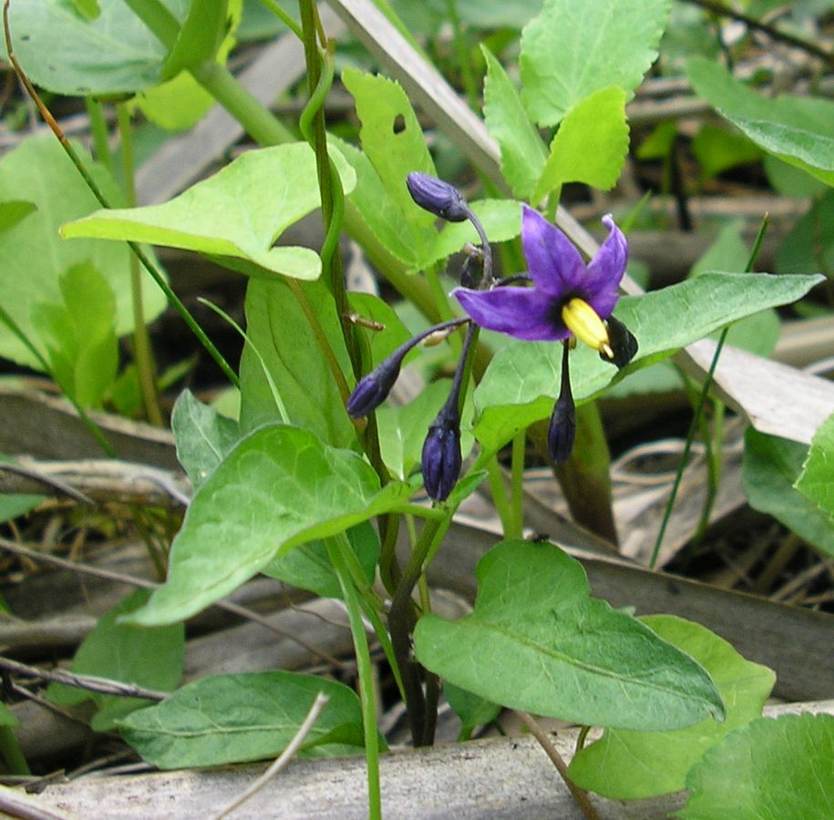 Image of Solanum dulcamara specimen.