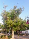 Kigelia pinnata. Цветущее и плодоносящее дерево. Израиль, г. Бат-Ям, в озеленении. 14.04.2018.
