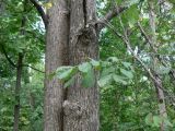 Ulmus japonica. Стволы крупных деревьев. Хабаровский край, Хабаровский р-н, 17 км Владивостокского шоссе, низинка с ручьем между склонами сопок с дачами и преобладанием крупных ясеней. 18.09.2011.