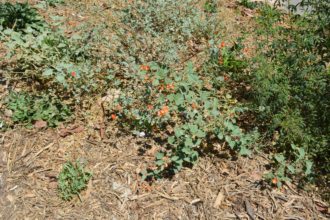 Image of Sphaeralcea grossulariifolia specimen.