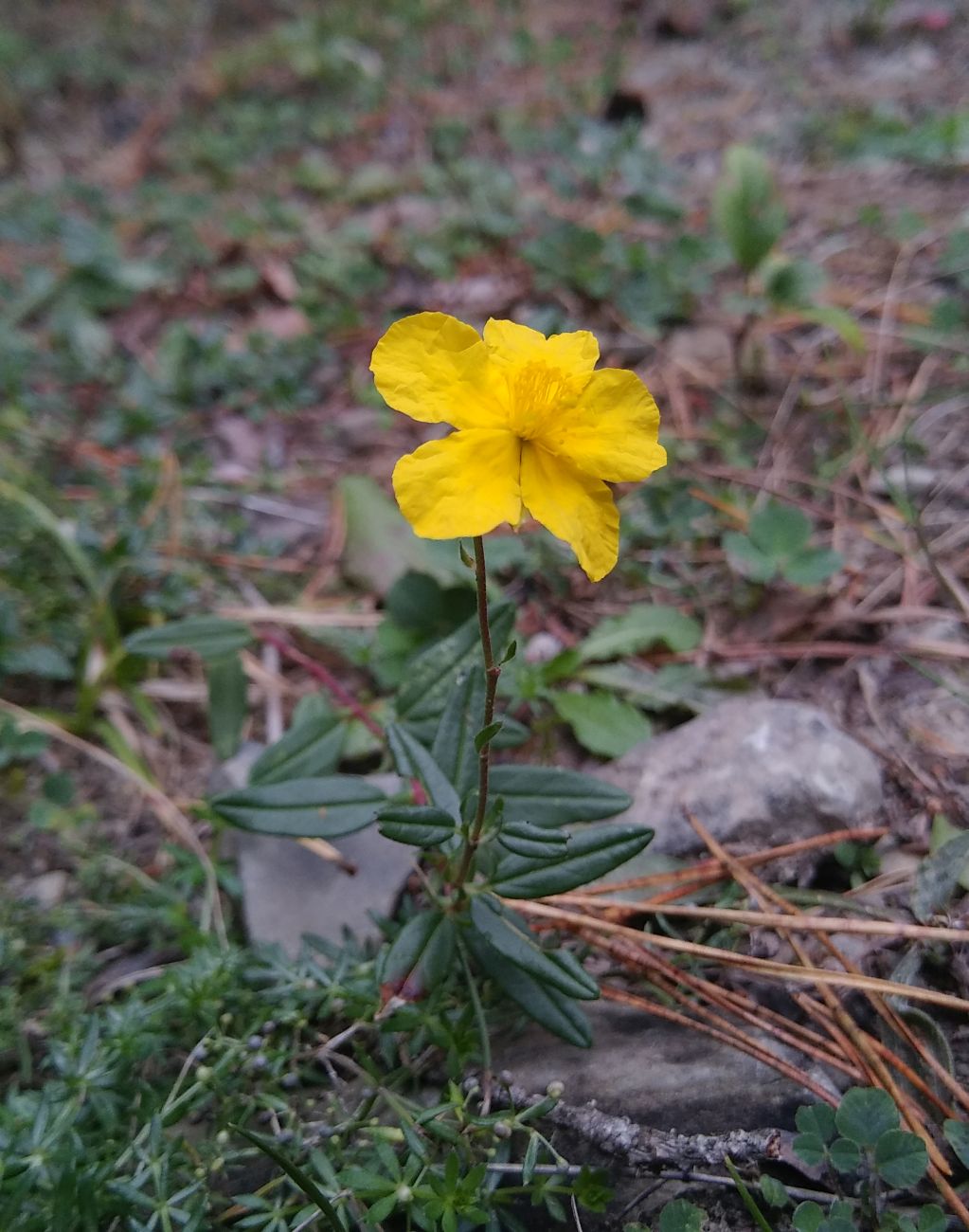 Изображение особи Helianthemum ovatum.