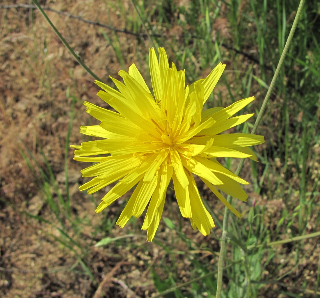 Image of Scorzonera taurica specimen.