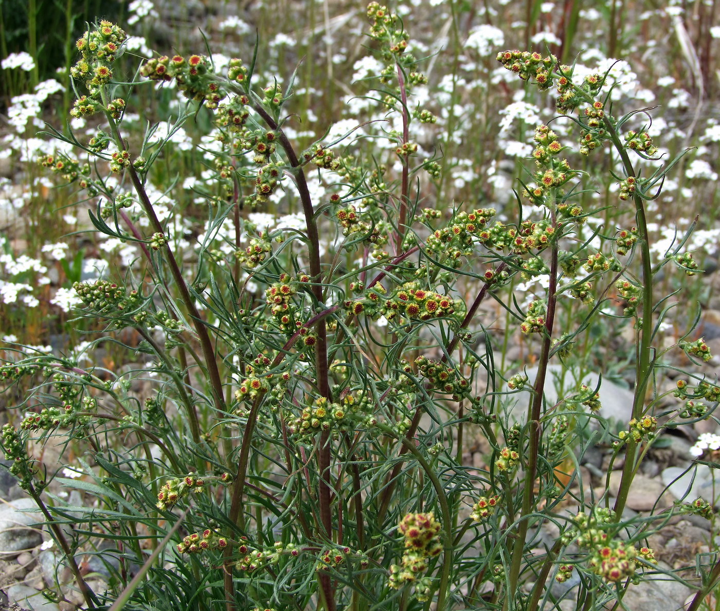 Изображение особи Artemisia borealis.