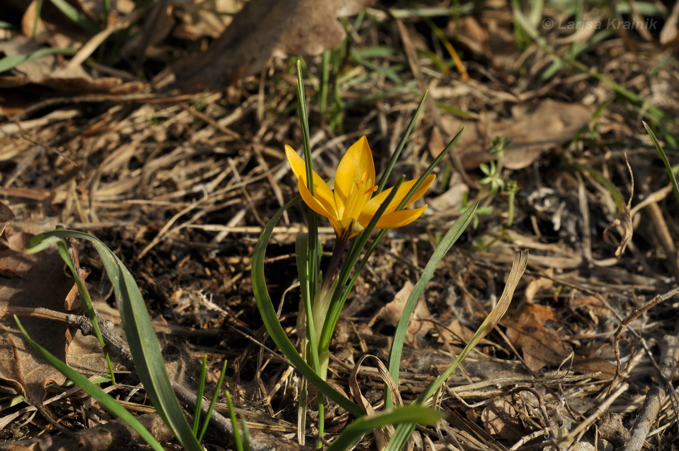 Image of Crocus angustifolius specimen.