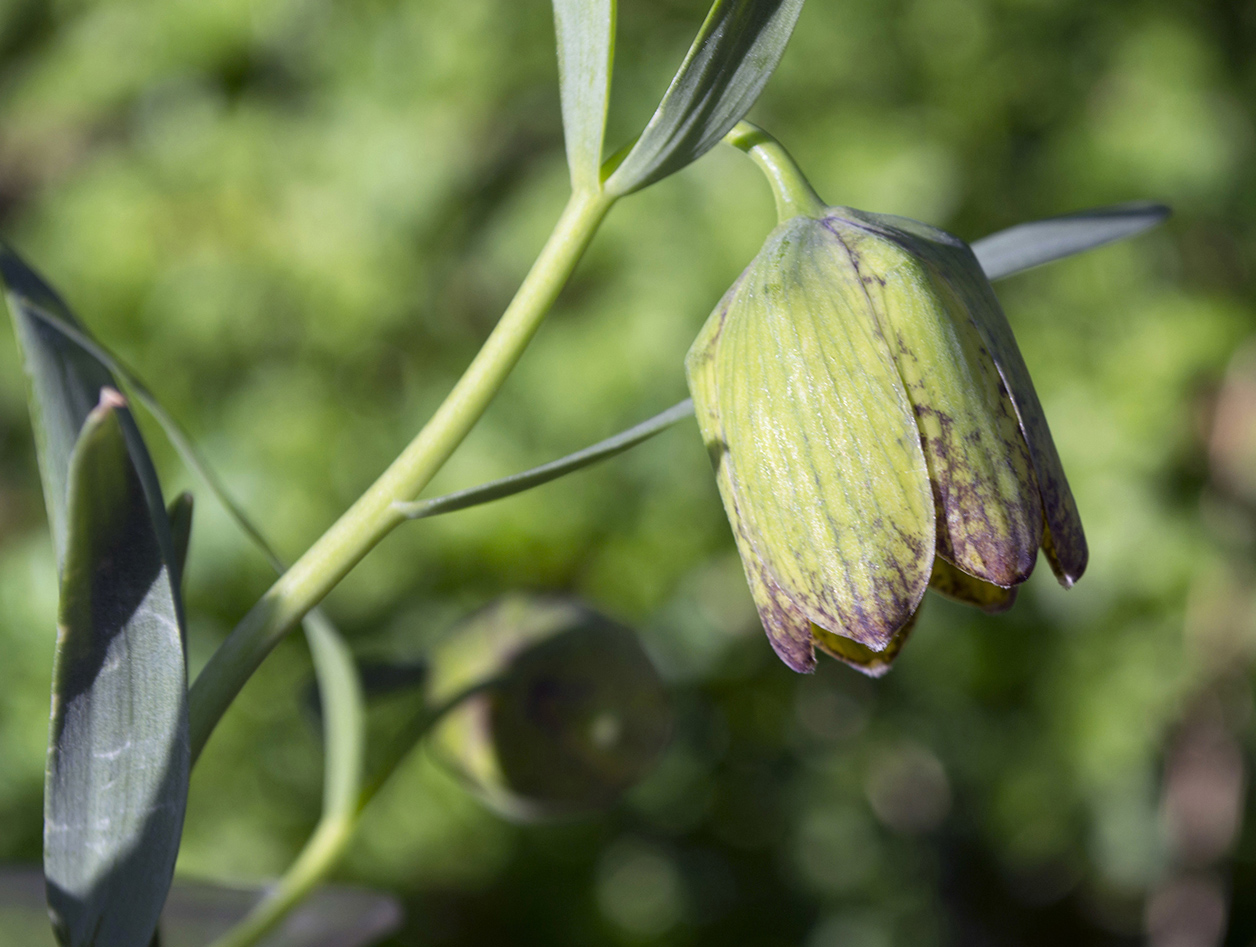 Image of Fritillaria ophioglossifolia specimen.