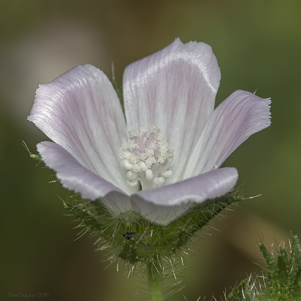 Image of Malva setigera specimen.