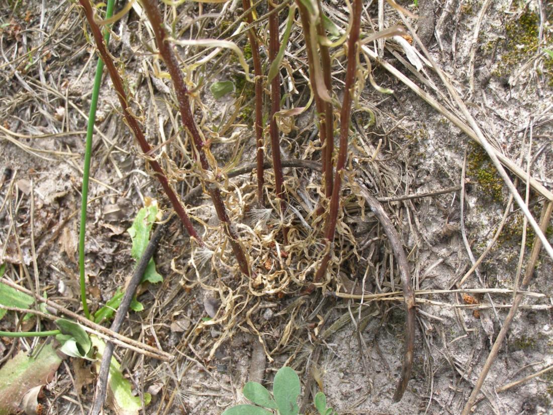 Image of Jasione montana specimen.