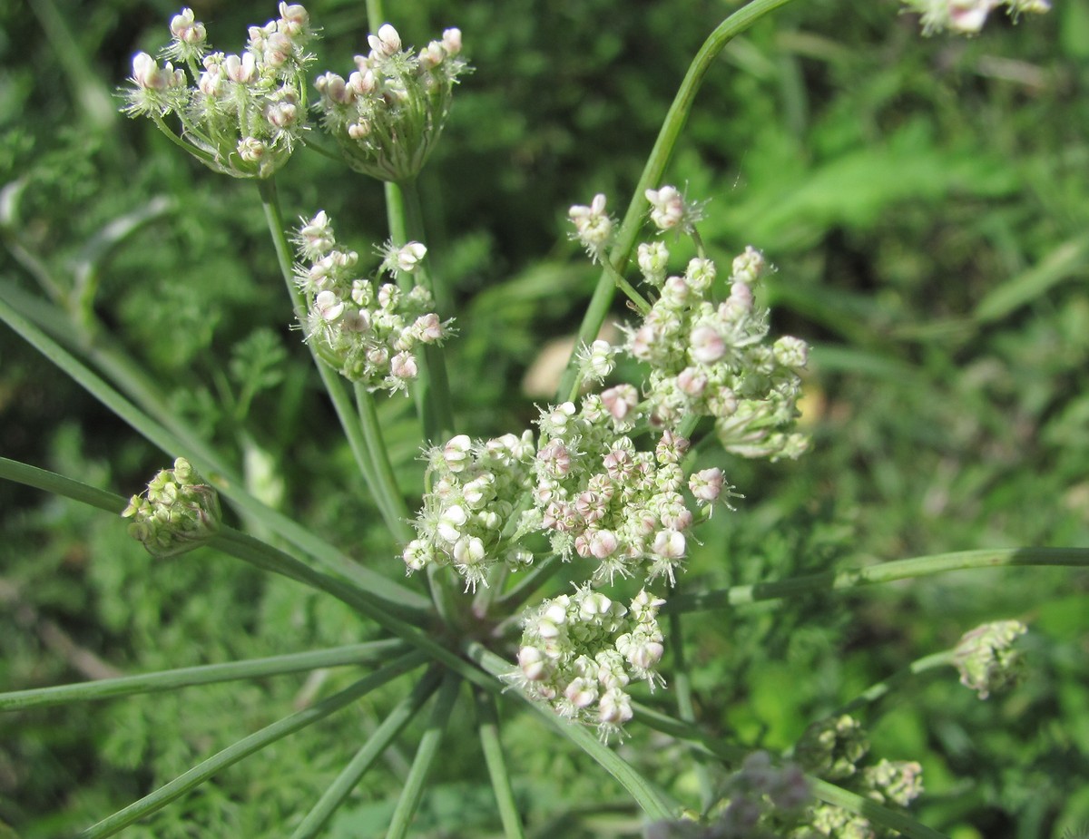 Изображение особи Astrodaucus orientalis.