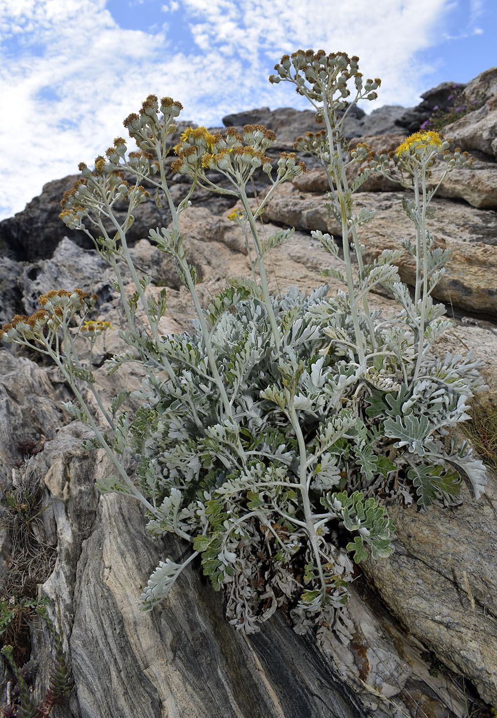 Image of Senecio cineraria specimen.