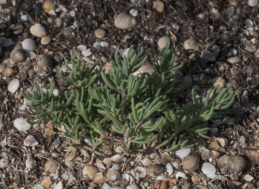 Image of genus Suaeda specimen.