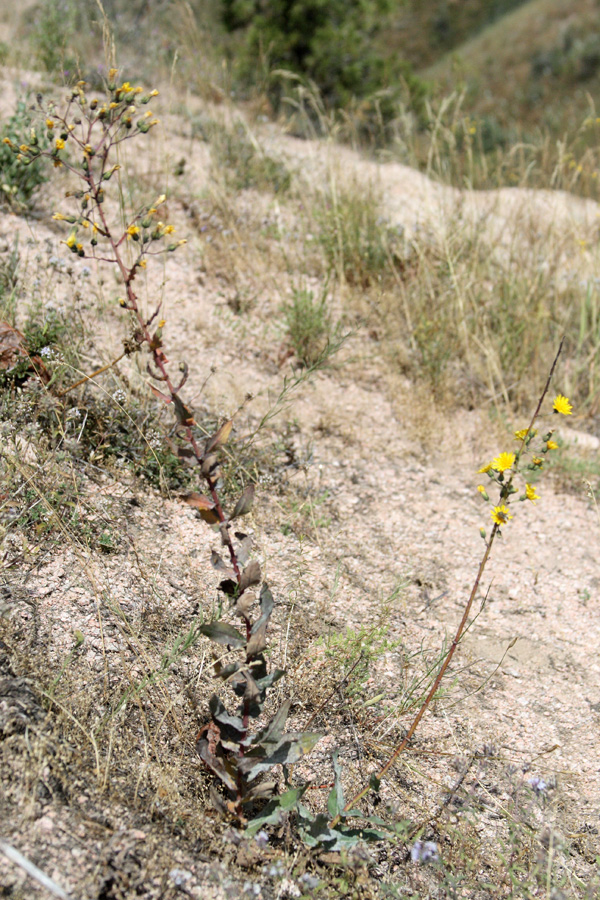 Изображение особи Hieracium virosum.