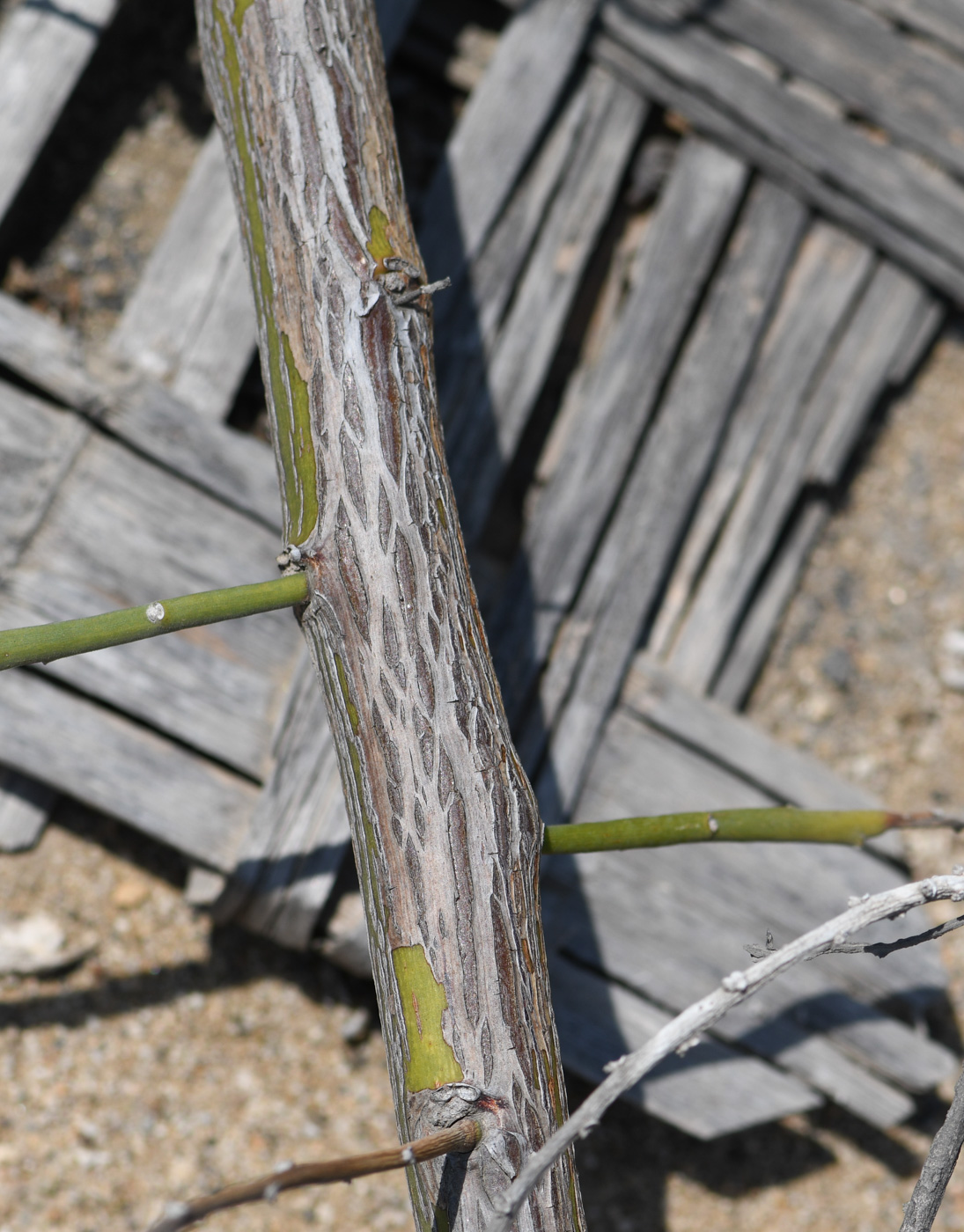 Image of Cryptocarpus pyriformis specimen.