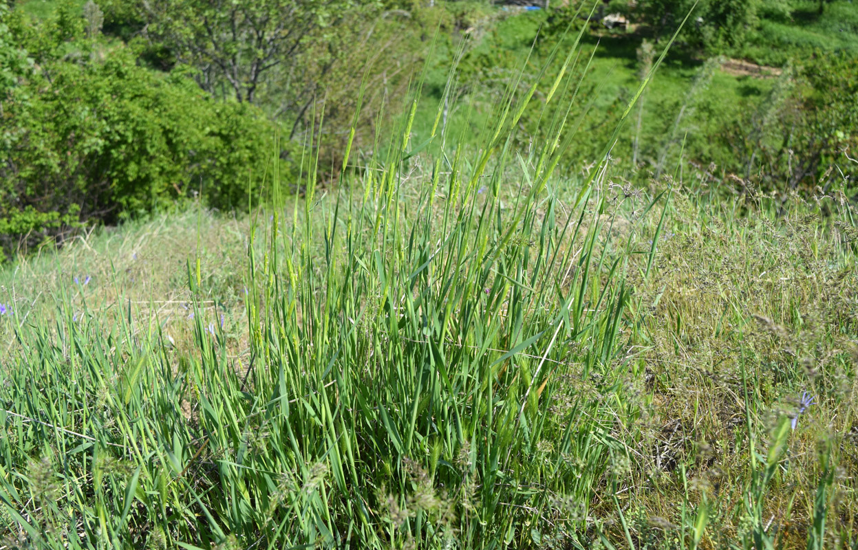 Image of Hordeum spontaneum specimen.