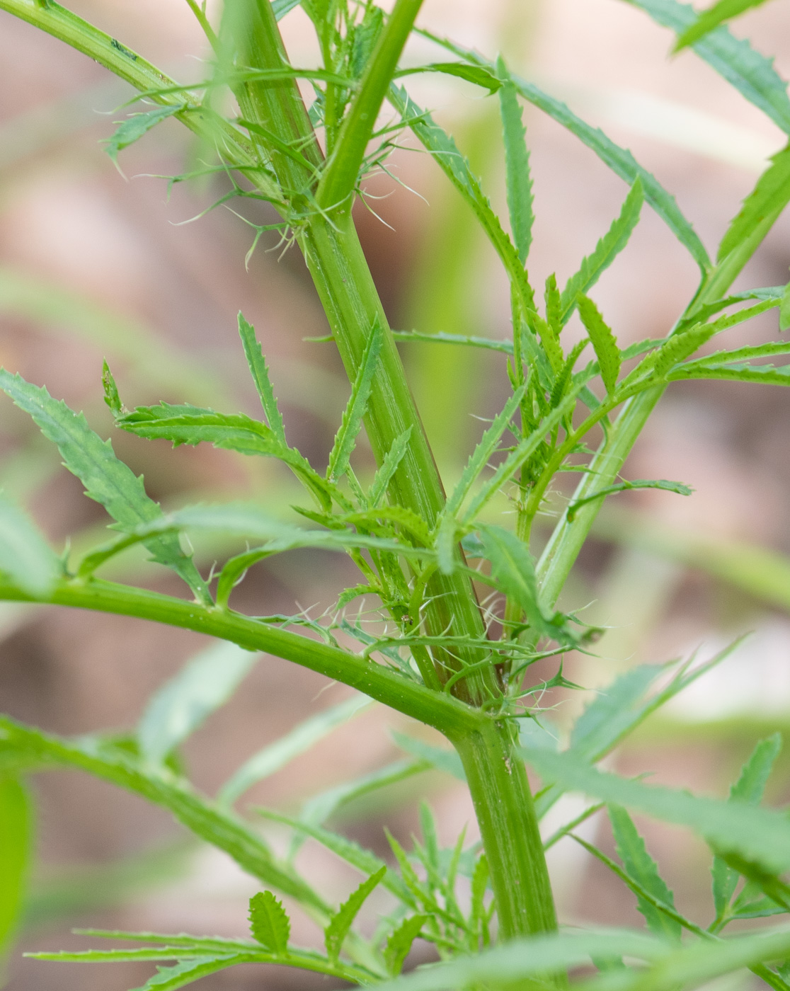 Image of Tagetes minuta specimen.