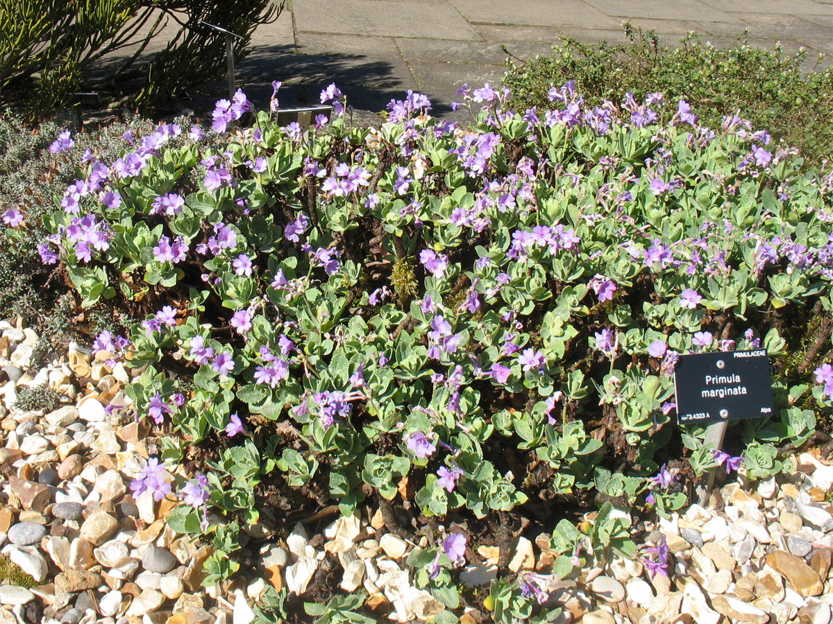 Изображение особи Primula marginata.