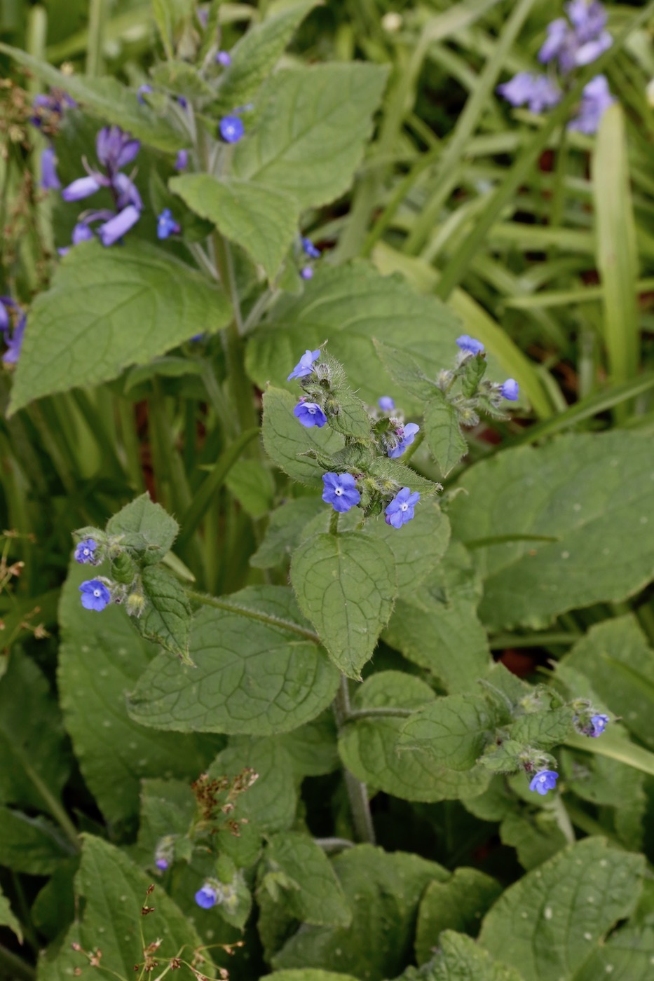 Изображение особи Pentaglottis sempervirens.