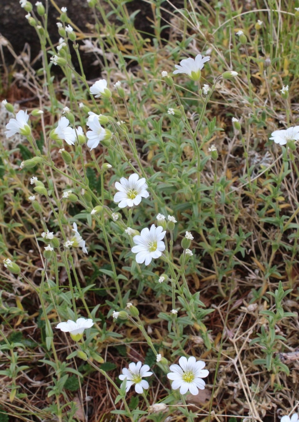 Image of Cerastium porphyrii specimen.