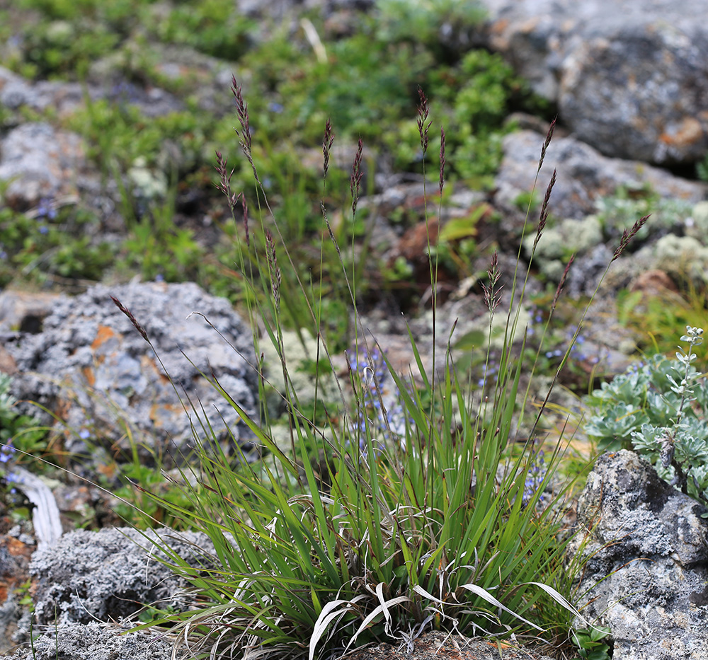 Изображение особи Calamagrostis korotkyi.