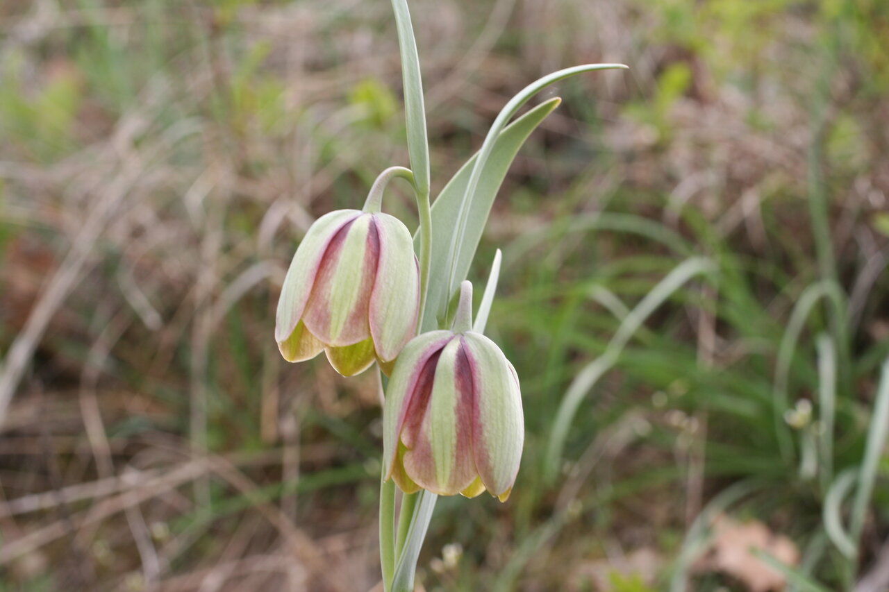 Image of Fritillaria gussichiae specimen.