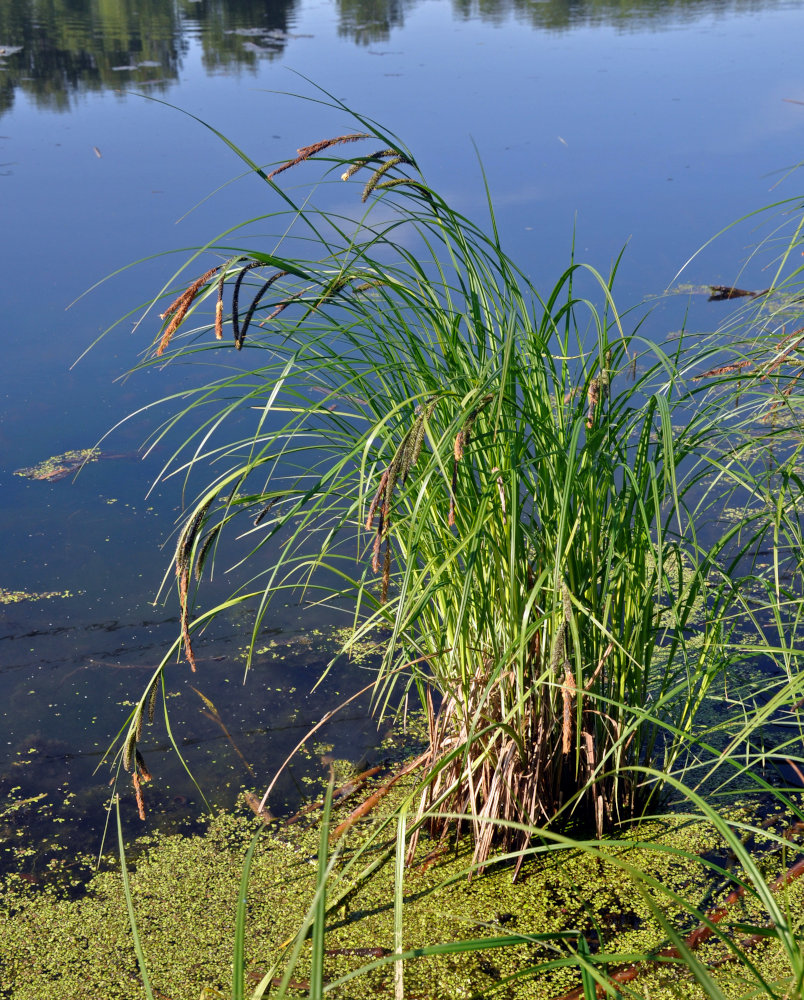 Изображение особи Carex acuta.