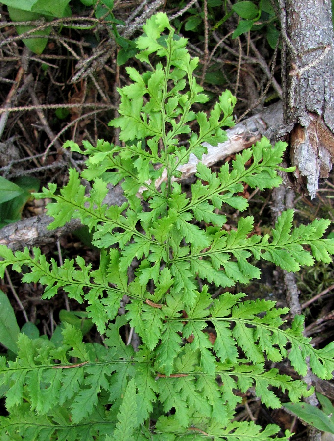 Изображение особи род Dryopteris.