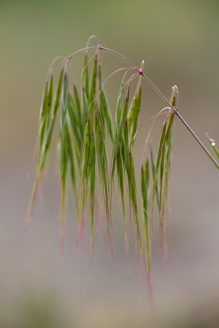 Image of Anisantha tectorum specimen.