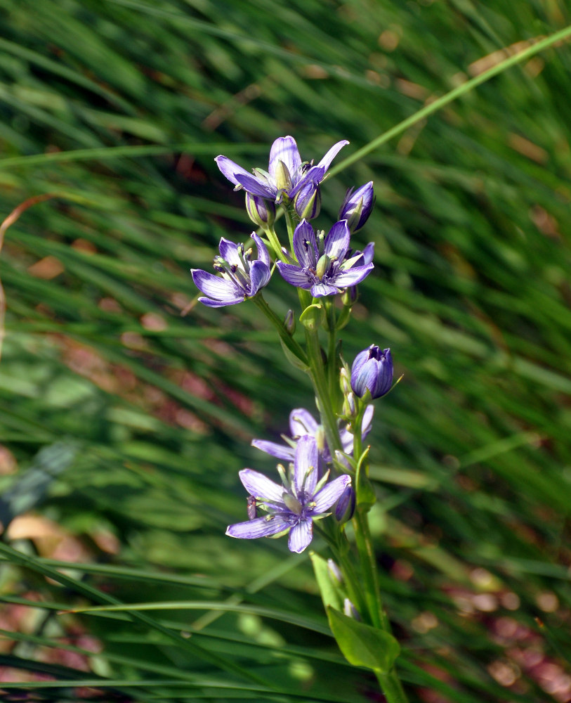 Image of Swertia obtusa specimen.