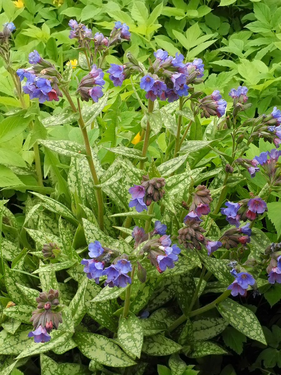 Image of Pulmonaria longifolia specimen.