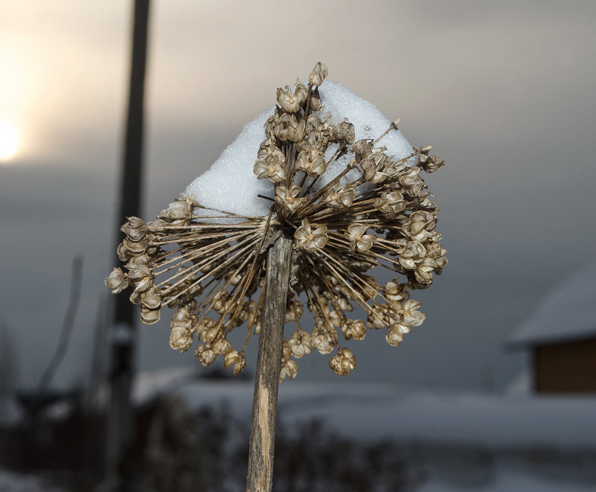 Image of Allium aflatunense specimen.