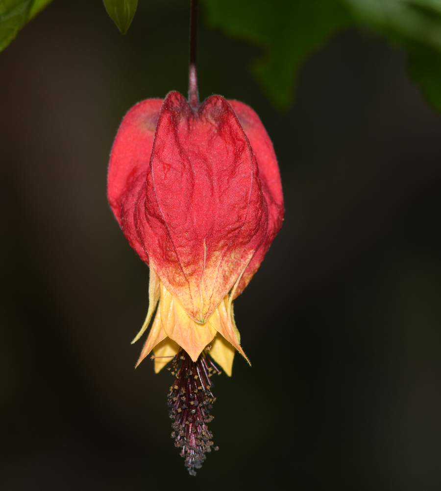 Image of Abutilon megapotamicum specimen.