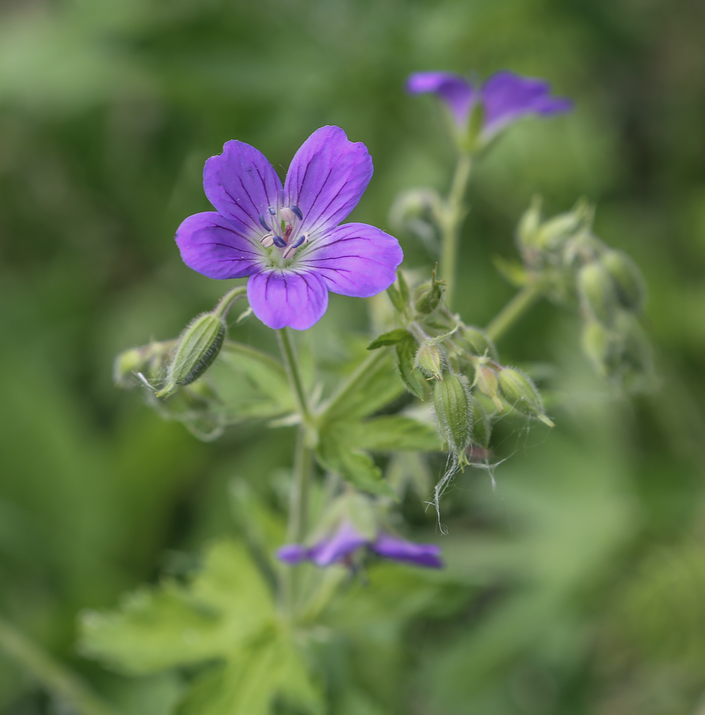 Изображение особи Geranium sylvaticum.