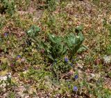 Anchusa aegyptiaca