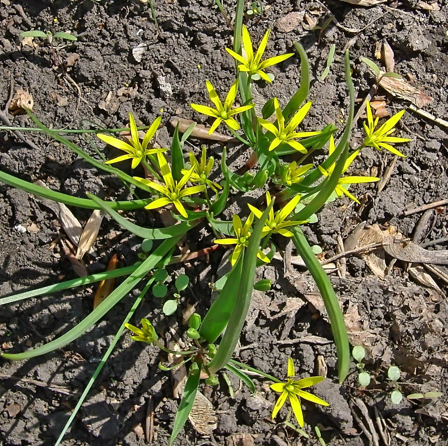 Image of genus Gagea specimen.