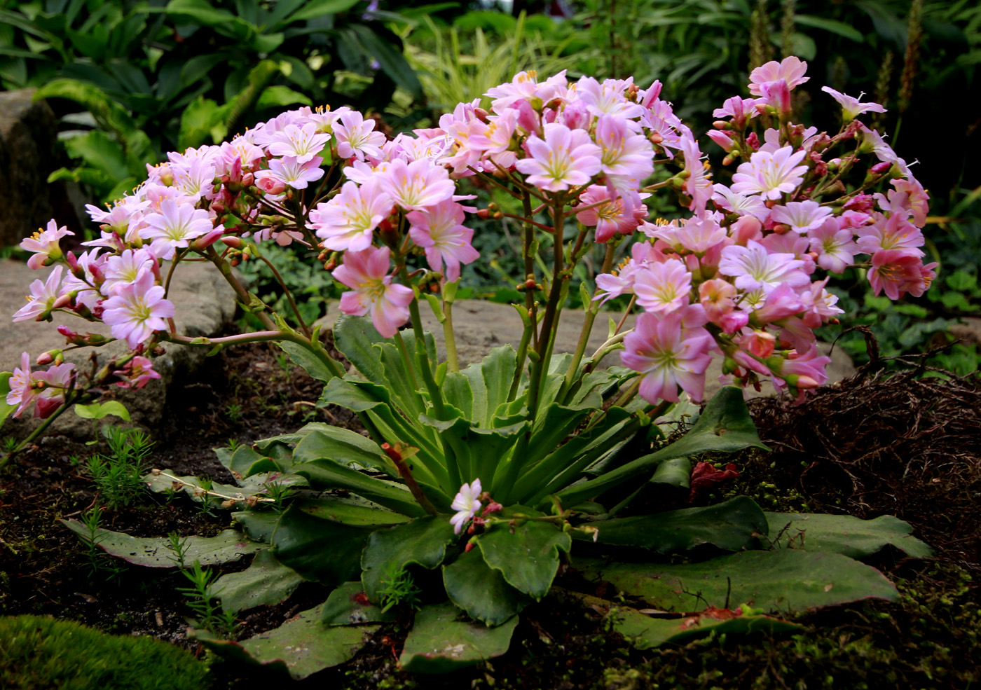 Изображение особи Lewisia cotyledon.