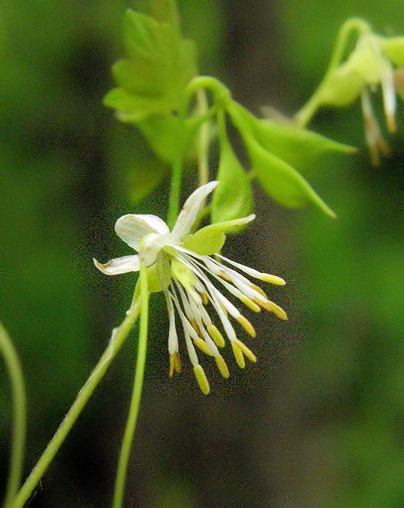 Изображение особи Thalictrum sparsiflorum.