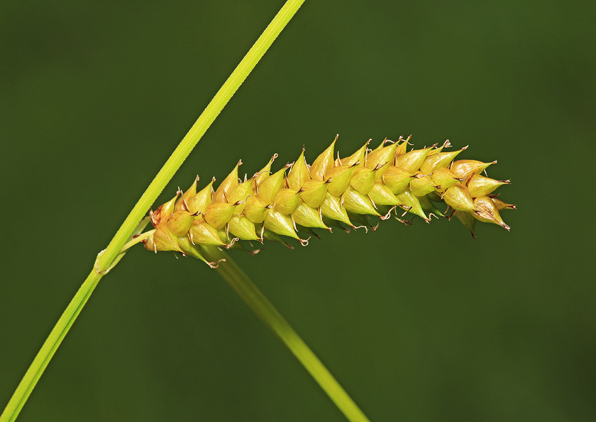 Image of Carex vesicata specimen.