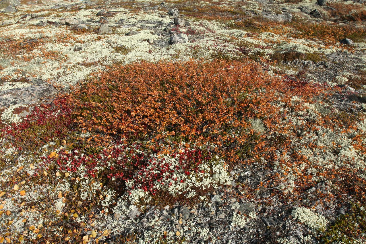 Image of Betula nana specimen.