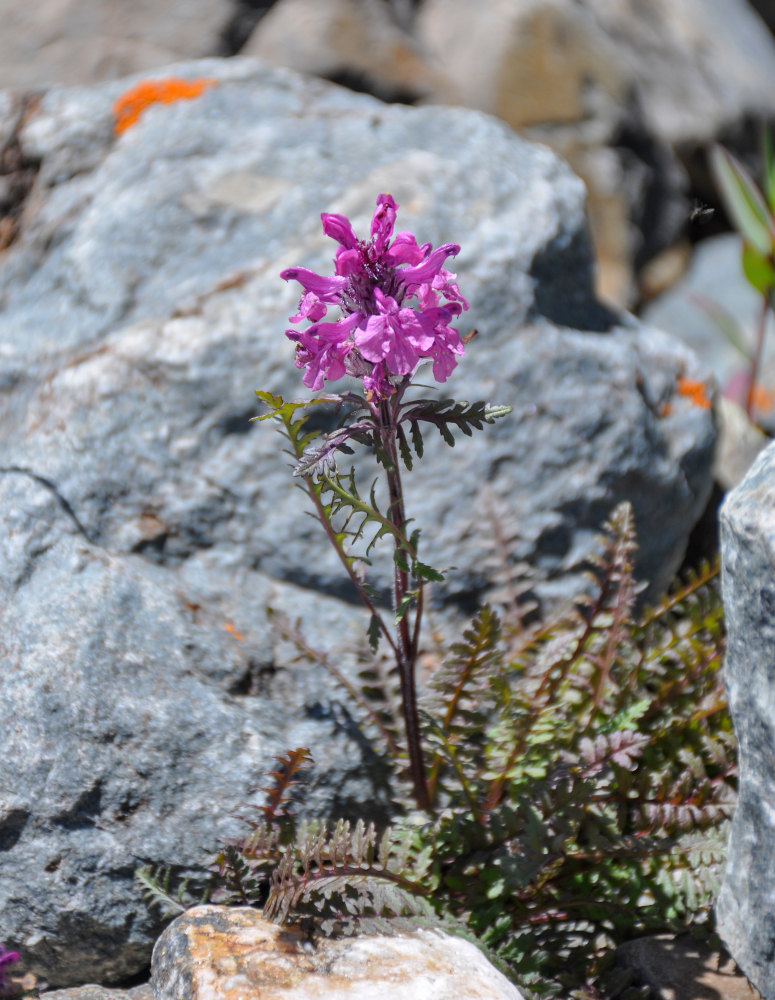 Image of Pedicularis anthemifolia specimen.