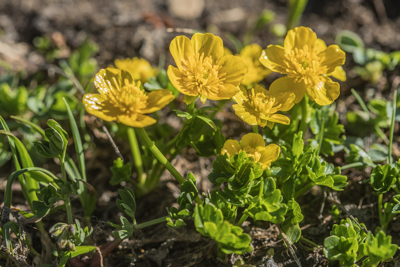 Изображение особи род Ranunculus.