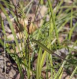 Carex digitata. Верхушка побега с соцветием и питающимися муравьями. Пермский край, Кунгурский р-н, окр. с. Плехановское, восточнее ур. Спасская гора, липовая роща. 07.05.2022.