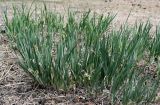 Iris biglumis. Плодоносящие растения. Хакасия, Аскизский р-н, долина р. Аскиз, использующийся под выпас степной склон. 12.06.2022.