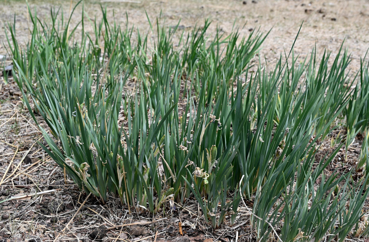 Image of Iris biglumis specimen.