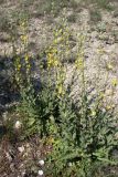 Verbascum undulatum. Цветущее растение. Крым, Севастополь, бух. Казачья, степь. 28 мая 2010 г.