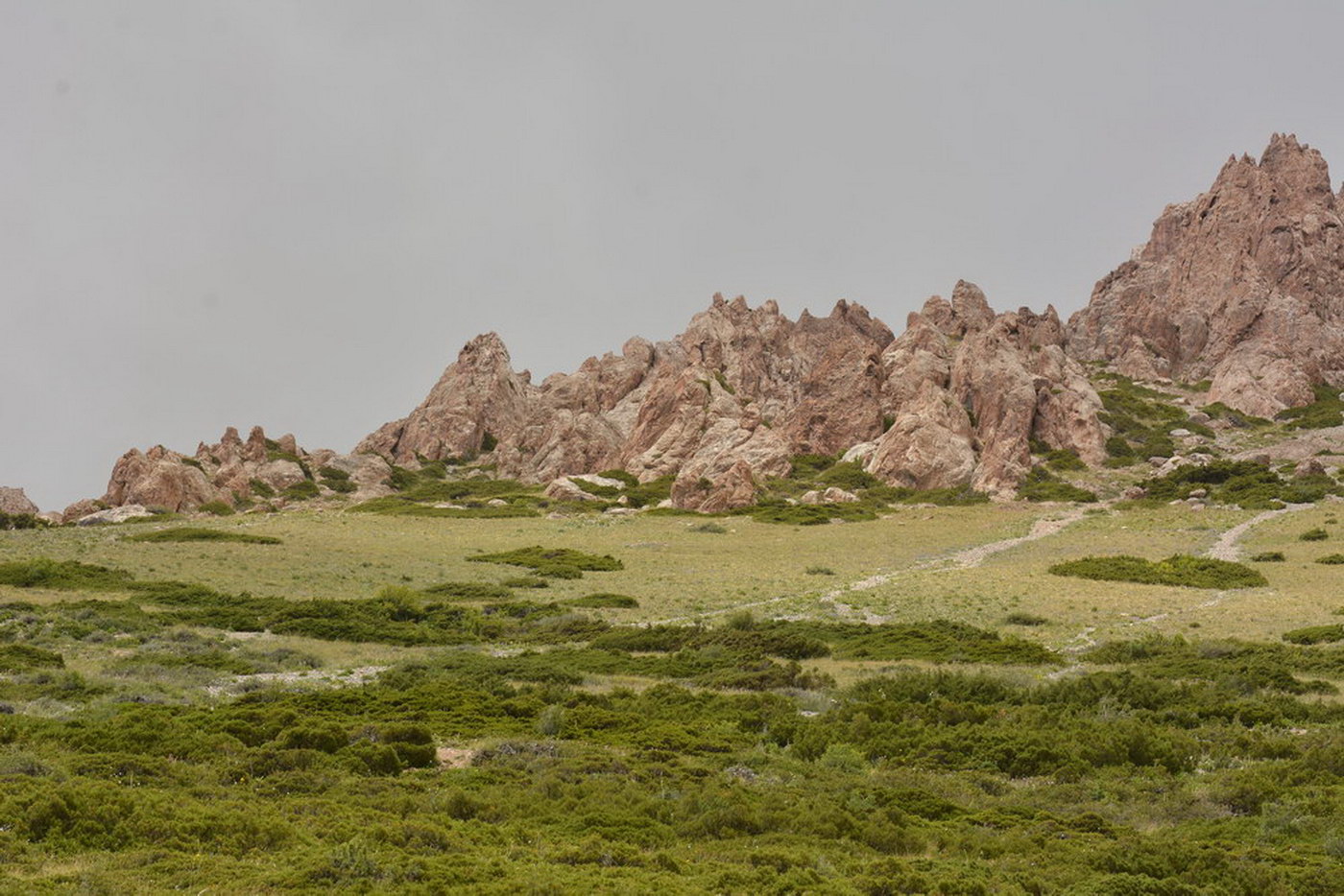 Image of Juniperus pseudosabina specimen.